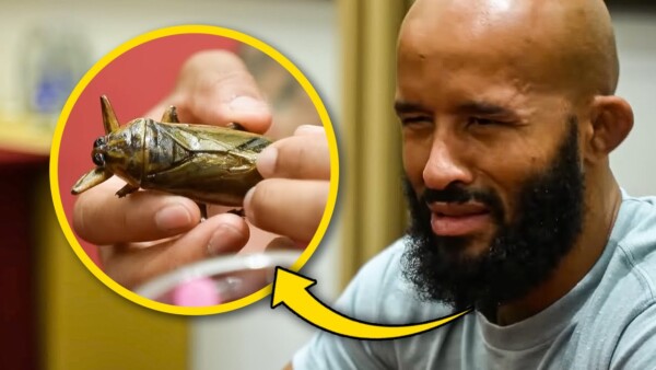 look how big its eyes are demetrious johnson rates bugs thai snacks 600x338
