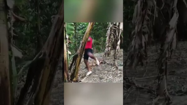 Amateur vs. trained professional  Can YOU knock down a tree with a kick?