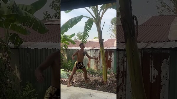 Banana tree didn’t stand a chance