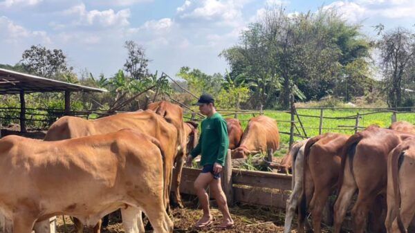 capitans farm cover 600x337